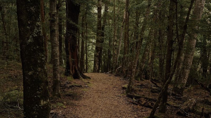 forest, path, trees, autumn, foliage, 4k