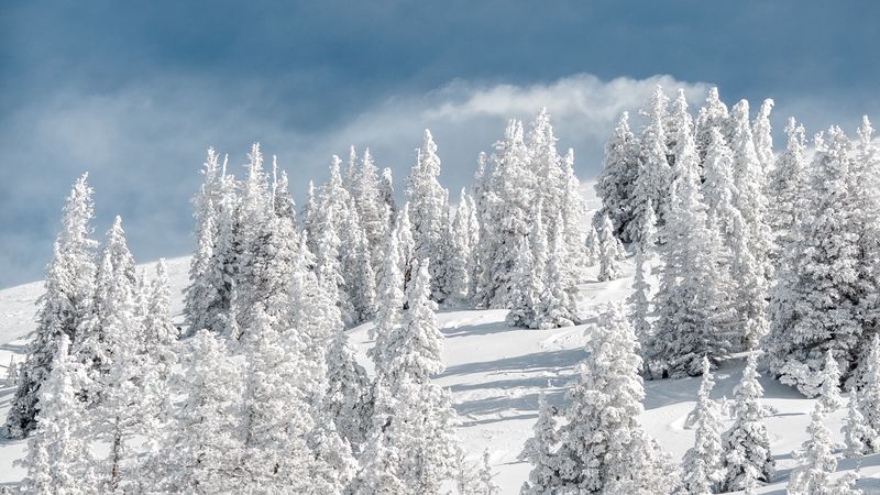 trees, snow, snowy, winter, sky, elevation, 4k