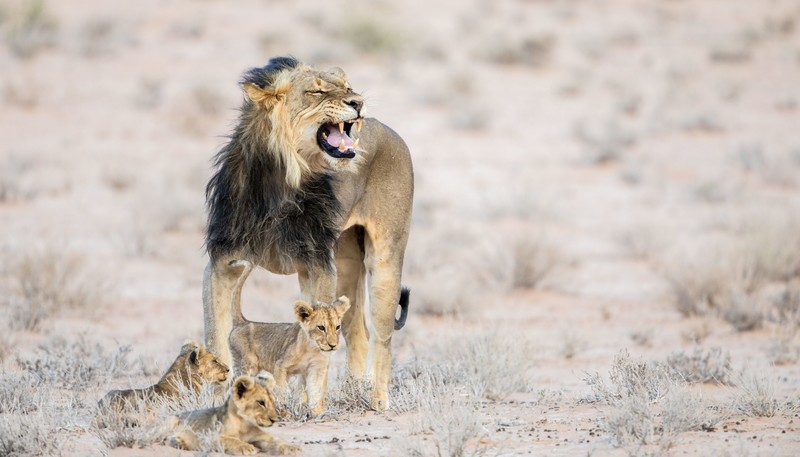 lion, big cats, animals, baby animals, mammals