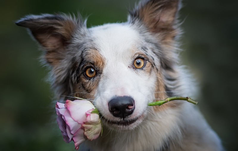 plants, mammals, dog, animals, flowers