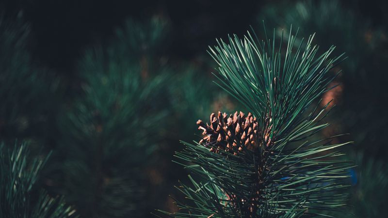pine, bump, needles, branch, blur, 4k