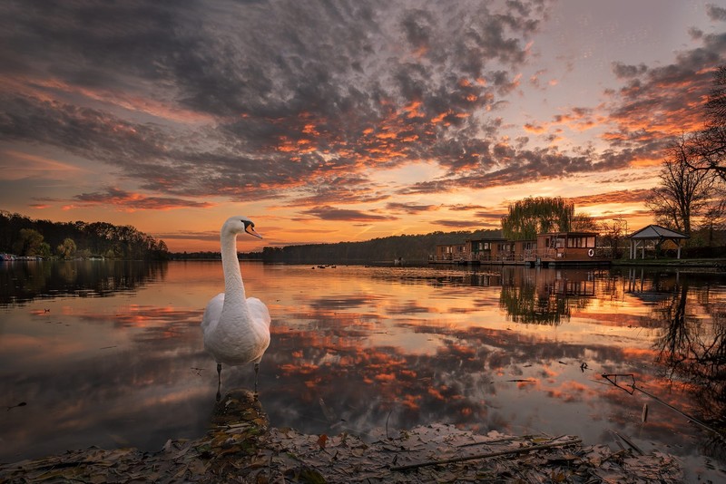 birds, sunlight, animals, water, sky, clouds, outdoors
