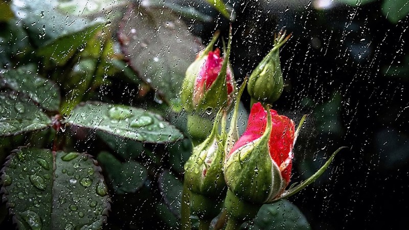 plants, flowers, rain, water drops