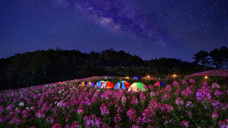nature, landscape, night, stars, flowers, field, Milky Way, trees, forest, tent
