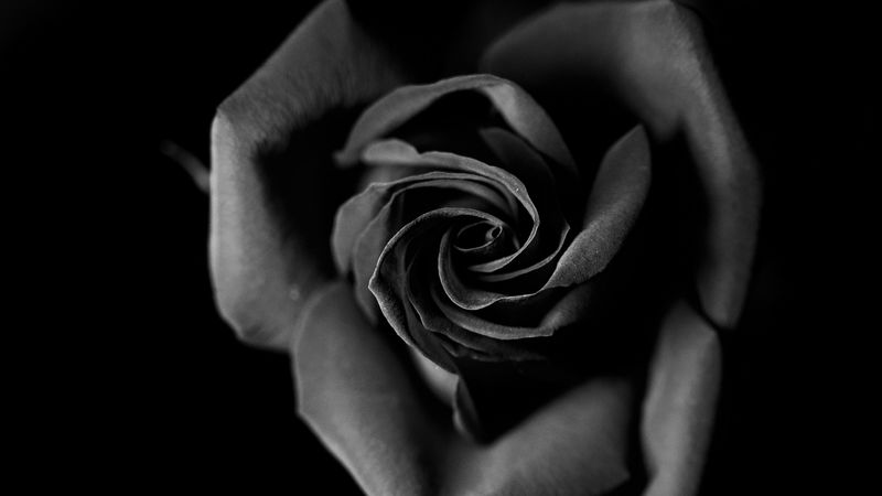 rose, bw, bud, petals, closeup, 4k
