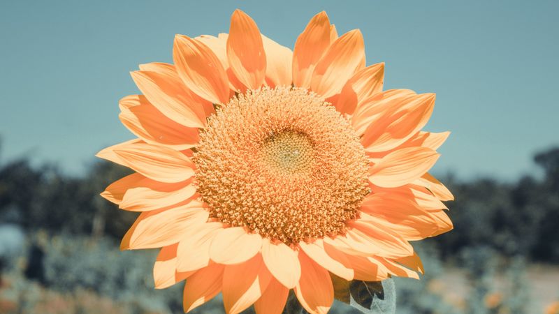 sunflower, flower, petals, yellow, 4k