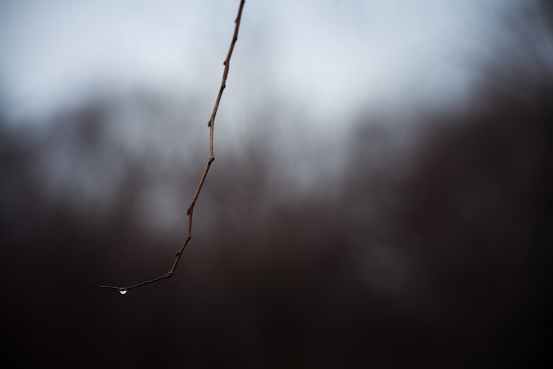 England, water drops, branch, sticks