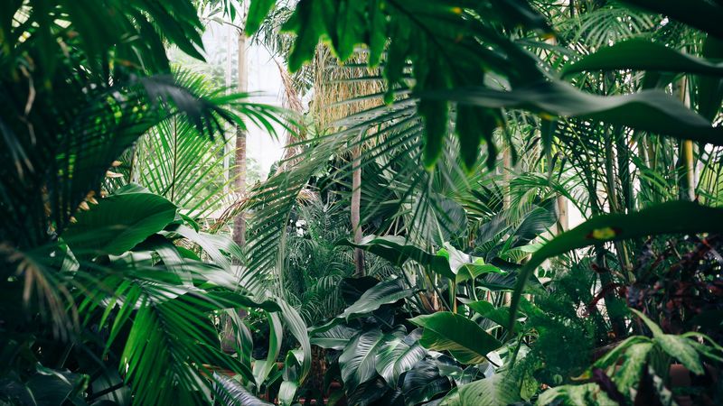 plants, botanical garden, greenhouse, green, 4k