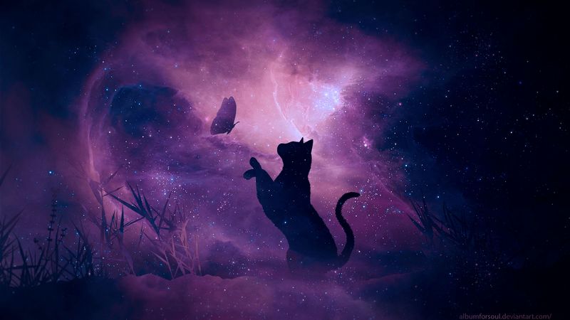 cat, silhouette, butterfly, starry sky, galaxy, stars, shine, 4k