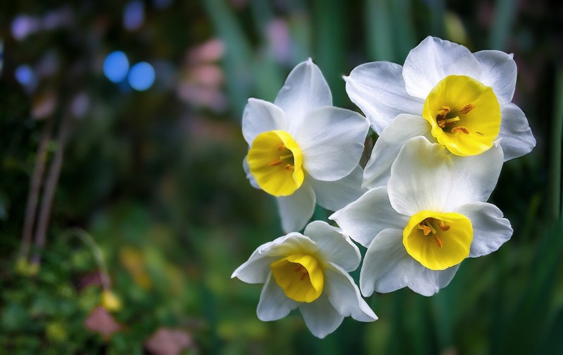 flowers, colorful, outdoors, plants, white flowers