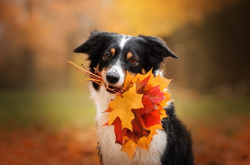 fall, outdoors, leaves, mammals, animals, dog
