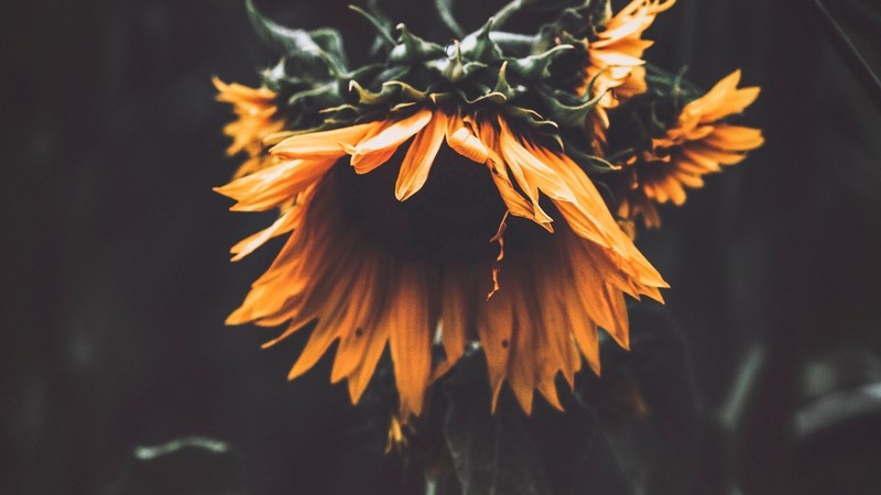 nature, flowers, sunflowers