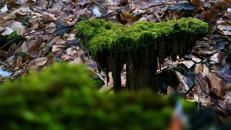 nature, forest, moss, fallen leaves, tree stump, bokeh