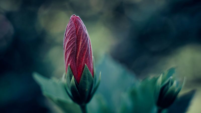 flower, bud, blur, macro, plant, 4k