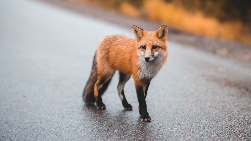 street, outdoors, animals, mammals, fox