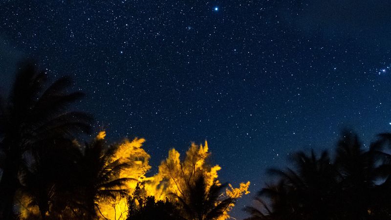 trees, starry sky, night, stars, dark, 4k