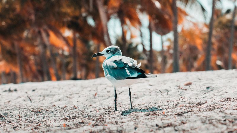 seagull, bird, sand, blur, 4k