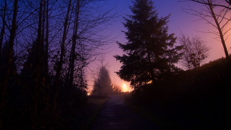 night, forest, fog, path, trees, sky, 4k