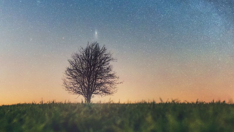 tree, starry sky, grass, horizon, 4k