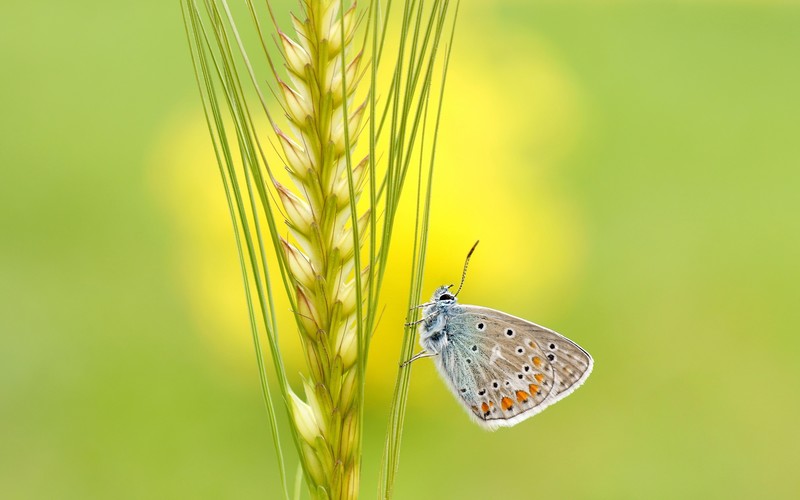 plants, macro, green, animals, butterfly, insect