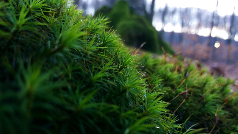 nature, macro, bokeh, plants, moss, trees