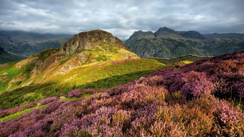 nature, landscape, clouds, Monsoon, hills, flowers, mountains, rocks, grass, plants, Lingmoor Fell, Lake District, England, UK