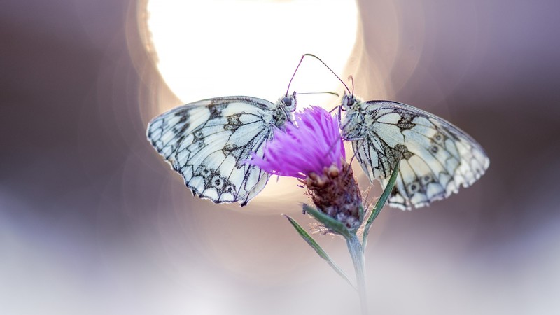 plants, insect, flowers, animals, butterfly