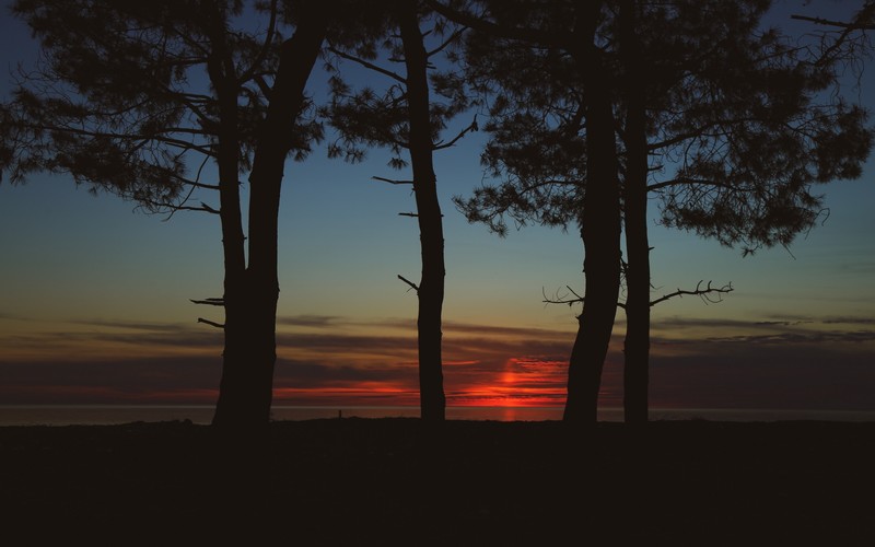 trees, dark, Twilight, sunset, silhouette