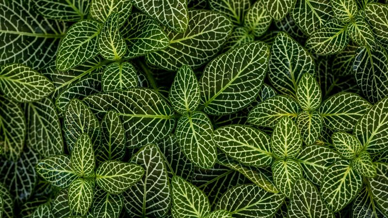 leaves, plant, striped, shape, green, white, 4k