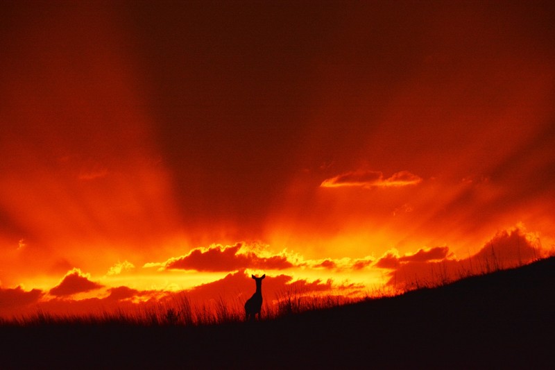 deer, sunset, sky