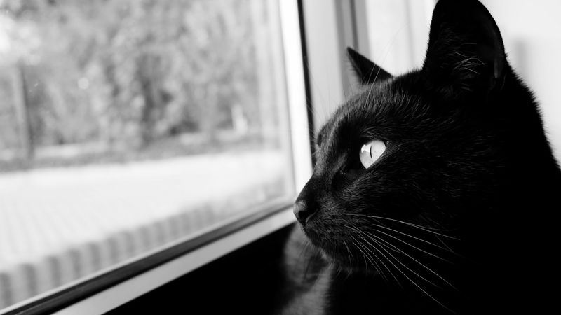 cat, bw, black cat, black, muzzle, 4k