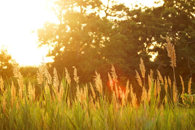 plants, grass, sunlight