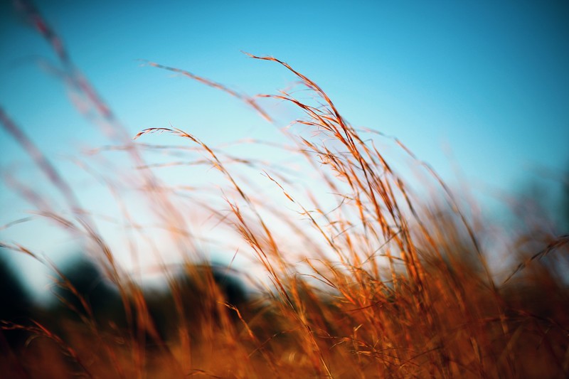 plants, grass, nature, outdoors