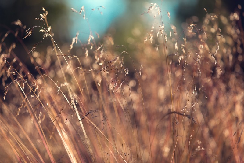 plants, grass, dry grass, bokeh