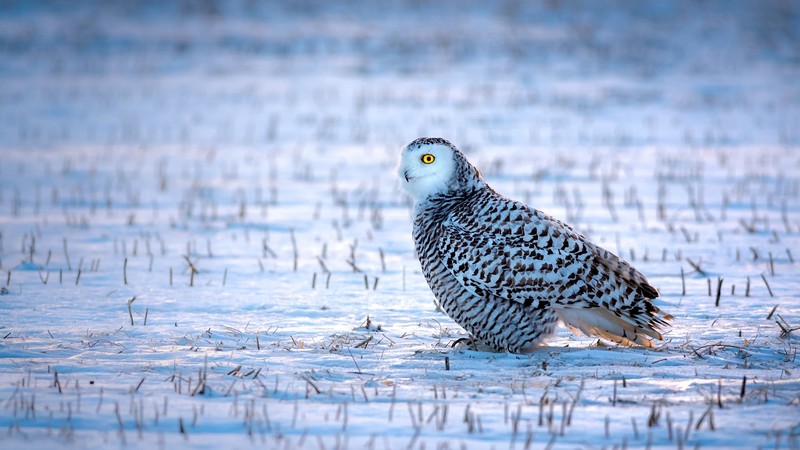 snow, birds, snowy owl