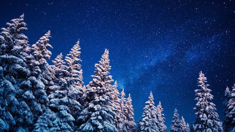landscape, nature, trees, snow, night, stars, galaxy, winter, low-angle