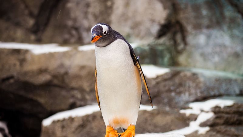 penguin, bird, stone, wildlife, 4k