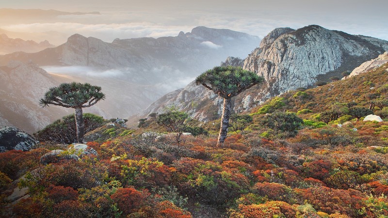 landscape, nature, trees, plants, mountains, clouds, horizon, fall, rocks, mist, sunset, Dragon tree, Yemen
