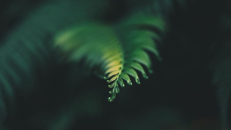plant, leaf, carved, blur, green, 4k