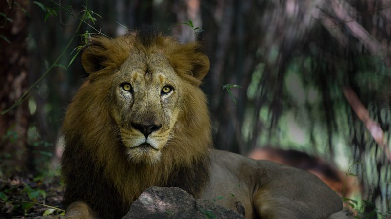 lion, predator, mane, king of beasts, big cat, 4k