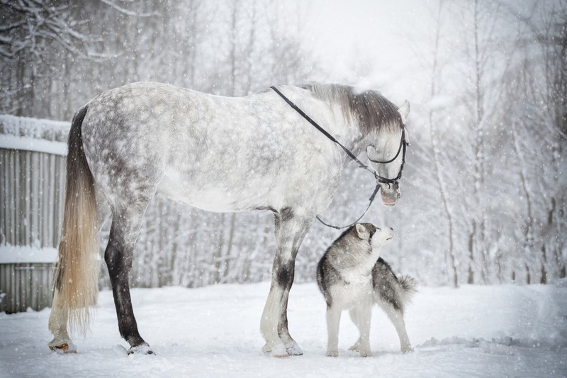 horse, animals, mammals, snow, Siberian Husky, dog