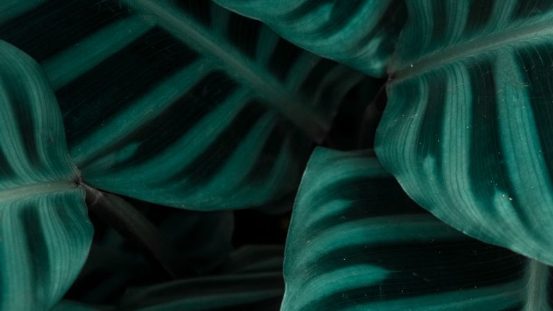 leaves, plant, green, striped, 4k