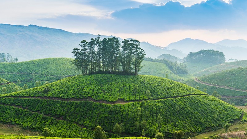 nature, landscape, trees, grass, mountains, clouds, sky, sunrise, plants, tea, farm, India