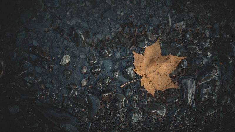 leaf, maple, stones, autumn, water, fallen, 4k