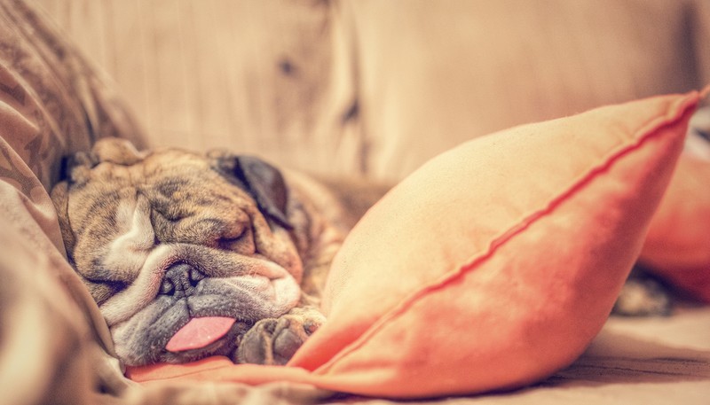 tongue out, sleeping, mammals, dog, animals