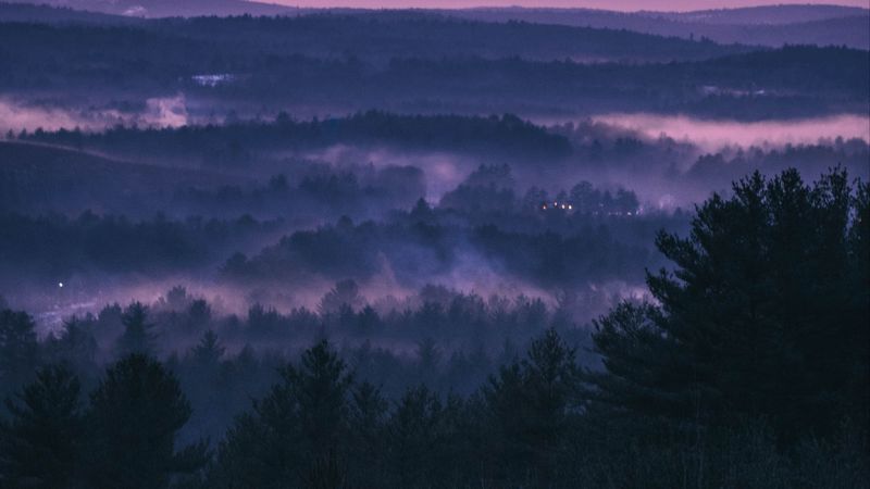 forest, fog, sunset, trees, sky, evening, 4k