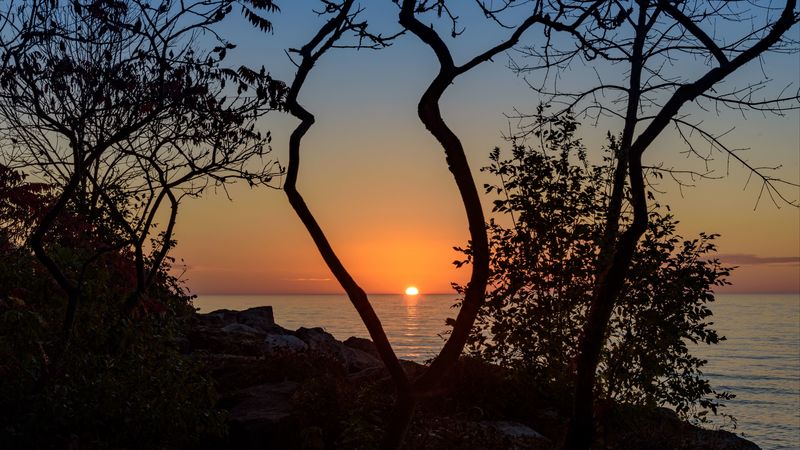 sea, sunset, branches, sun, horizon, 4k