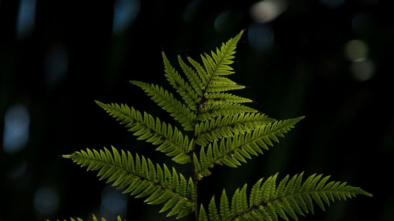fern, sheet, plant, carved, macro, blur, 4k