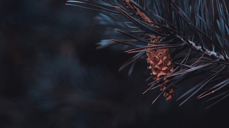 nature, branch, pine cones