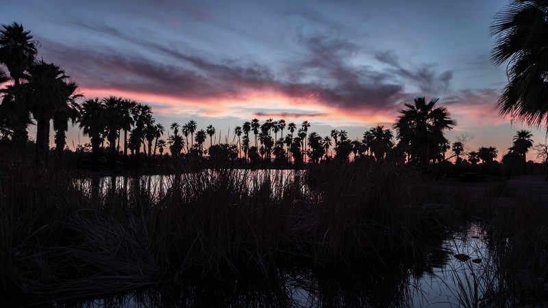 grass, palm trees, dark, landscape, sunset, silhouette, pond